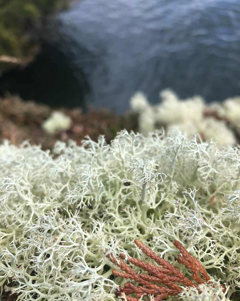 Closeup photograph of reindeer lichen