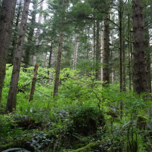Photo of a forest with many trees standing tall together and lush greenery