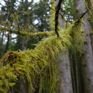 A branch of a tree densely covered in luscious green moss