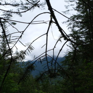 Silhouette of a branch in the foreground with grey skies and a mountain in the bacground