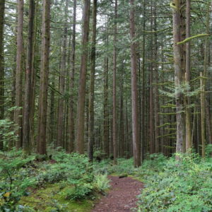 A dense forest with tall trees and a lush green forest floor and a pathway in the centre